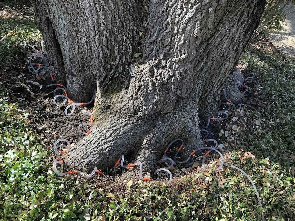Detailed Tree Cabling and Bracing job site in Kendall Park