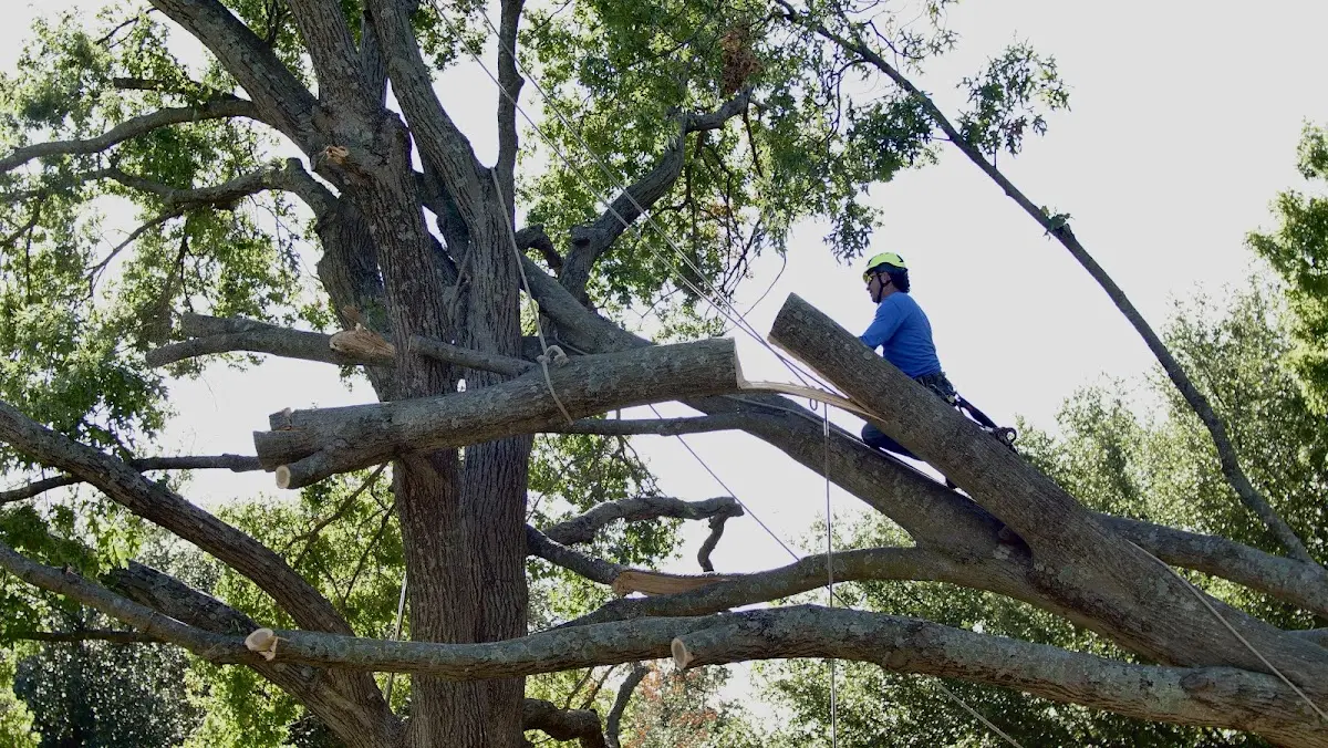 Professional Crown Thinning performed by certified arborists in Kendall Park