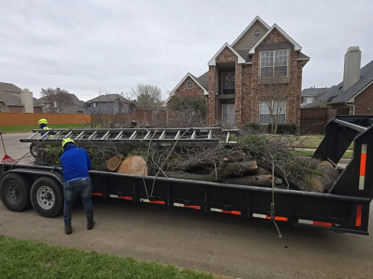 Expert Deadwooding with proper safety equipment in Kendall Park